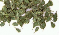 35; Green leaves - oak