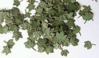 35; Green leaves - maple