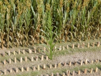 �35, Maispflanzen , hellbraun / welk     (50 St�ck)