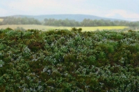 Low Bushes, Spring   ca. 18 x28cm