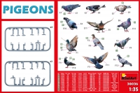 35; PIGEONS