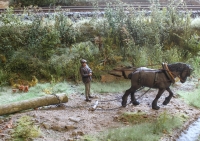 �32; R�ckepferd mit Pferdef�hrer / Zubeh�r     FERTIGFIGUR     (Preis zuz�glich Porto)