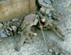 35;Brit. Commandos WW II
