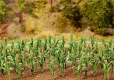 -; Corn Plants    25mm  high