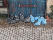 35; Garbage Sacks ,MIX    Black and  blue   20x