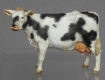 32; Older Milk Cow     BUILD AND PAINTED FIGURE